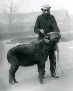 Une femelle takin, également connue sous le nom de chamois de bétail ou chèvre gnou avec son gardien, Zoo de Londres, avril 1923 - Frederick William Bond